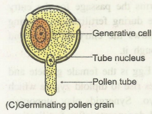 pollen2.png