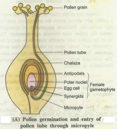 pollenentry1.jpg