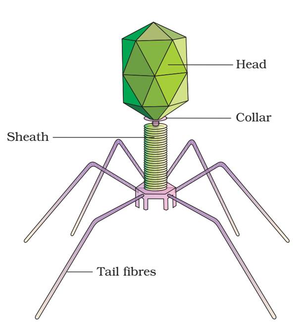 A structure of a virus Description automatically generated