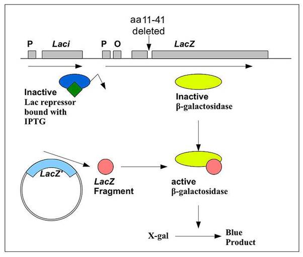 https://upload.wikimedia.org/wikipedia/commons/b/b9/Blue_white_assay_Ecoli.jpg?1601313884380